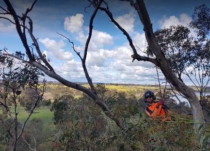 Joel's Tree services